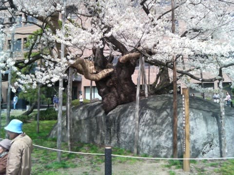 石割桜