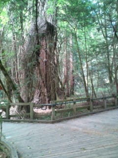 MUIR WOODS