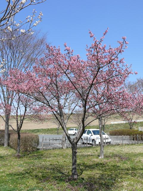 P1560074