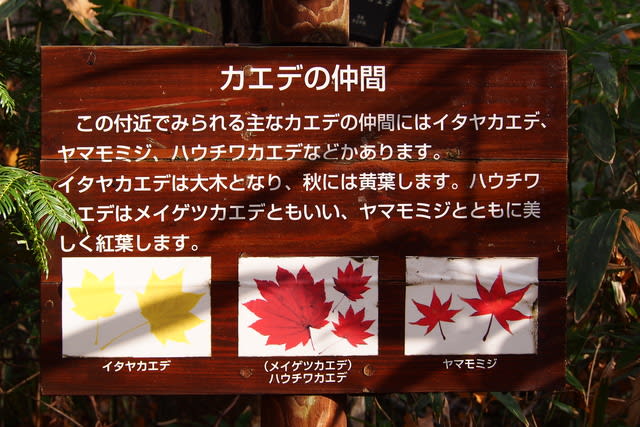 野幌森林公園 瑞穂の池まで 透明な気圏の中から 野幌森林公園 瑞穂の池まで 透明な気圏の中から