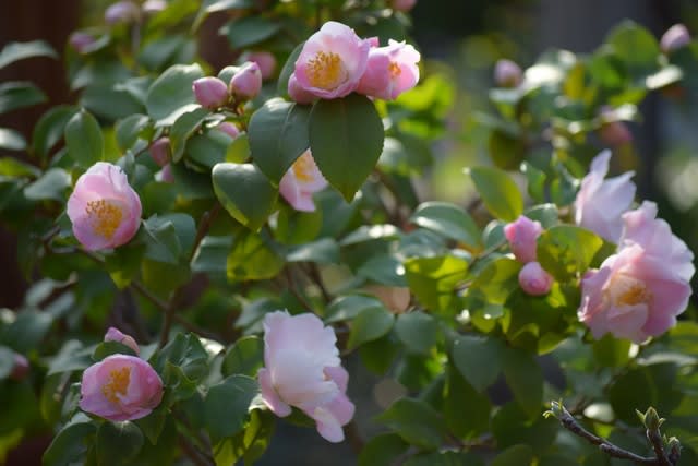 匂い椿 のピンクの花がよい香りを放っています Minoruの庭