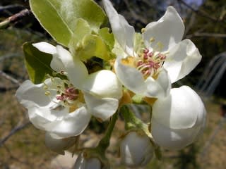 ラ フランスの花が咲きました モナミの庭から ラ フランスの花が咲きました モナミの庭から