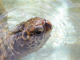 父島旅行記その２０ 亀さんに 出会ったぁー 頭の中は魑魅魍魎