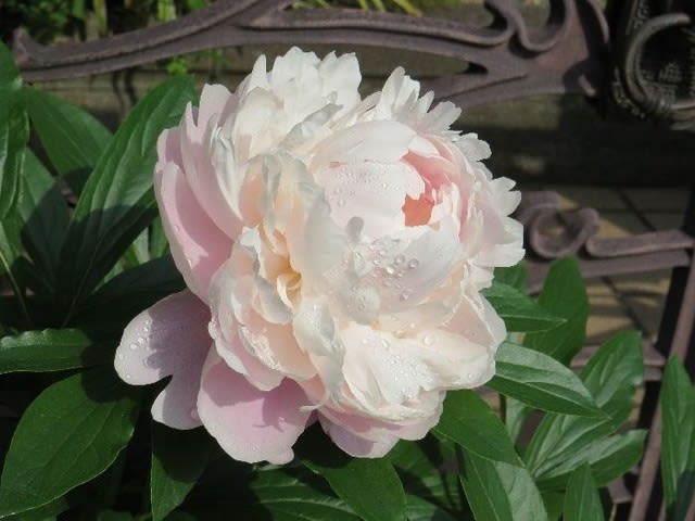 芍薬が咲きました 鉢植えで育てました お花大好き 野鳥大好き