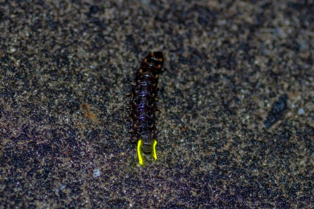 発光しながら上陸するゲンジボタルの幼虫の写真