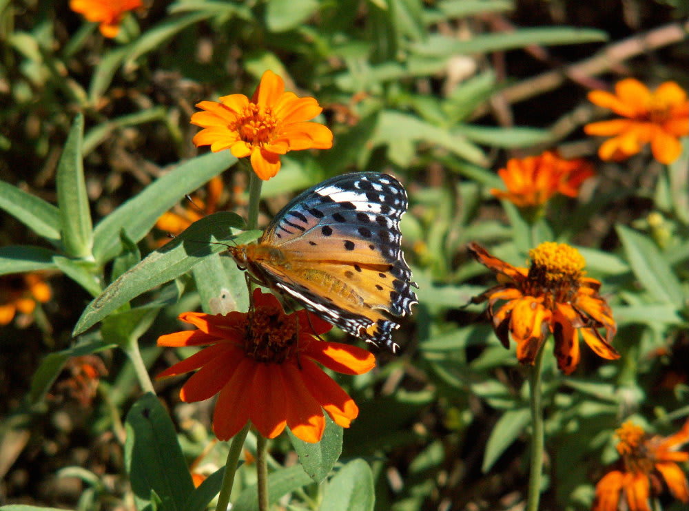 ジニア リネアリスと蝶のペア 花の公園 俳句 ing ジニア リネアリスと蝶のペア 花の公園 俳句 ing