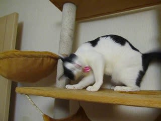 イメージ 4