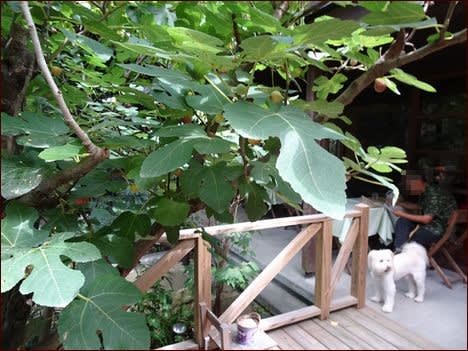 イチジクの季節 座敷わらし犬とうさぎガーデン