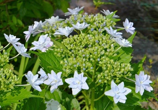 庭のガクアジサイ 隅田の花火 Koba の庭 春夏秋冬