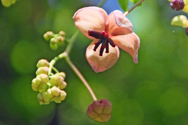 五葉アケビと三つ葉アケビの花 ボロ靴は見た