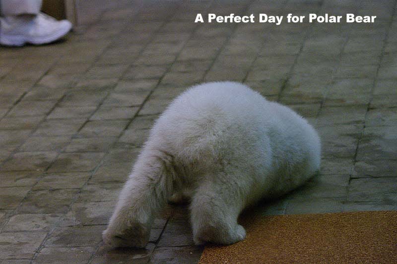 毛玉 生後１２１日 シロクマ日和 A Perfect Day For Polar Bear