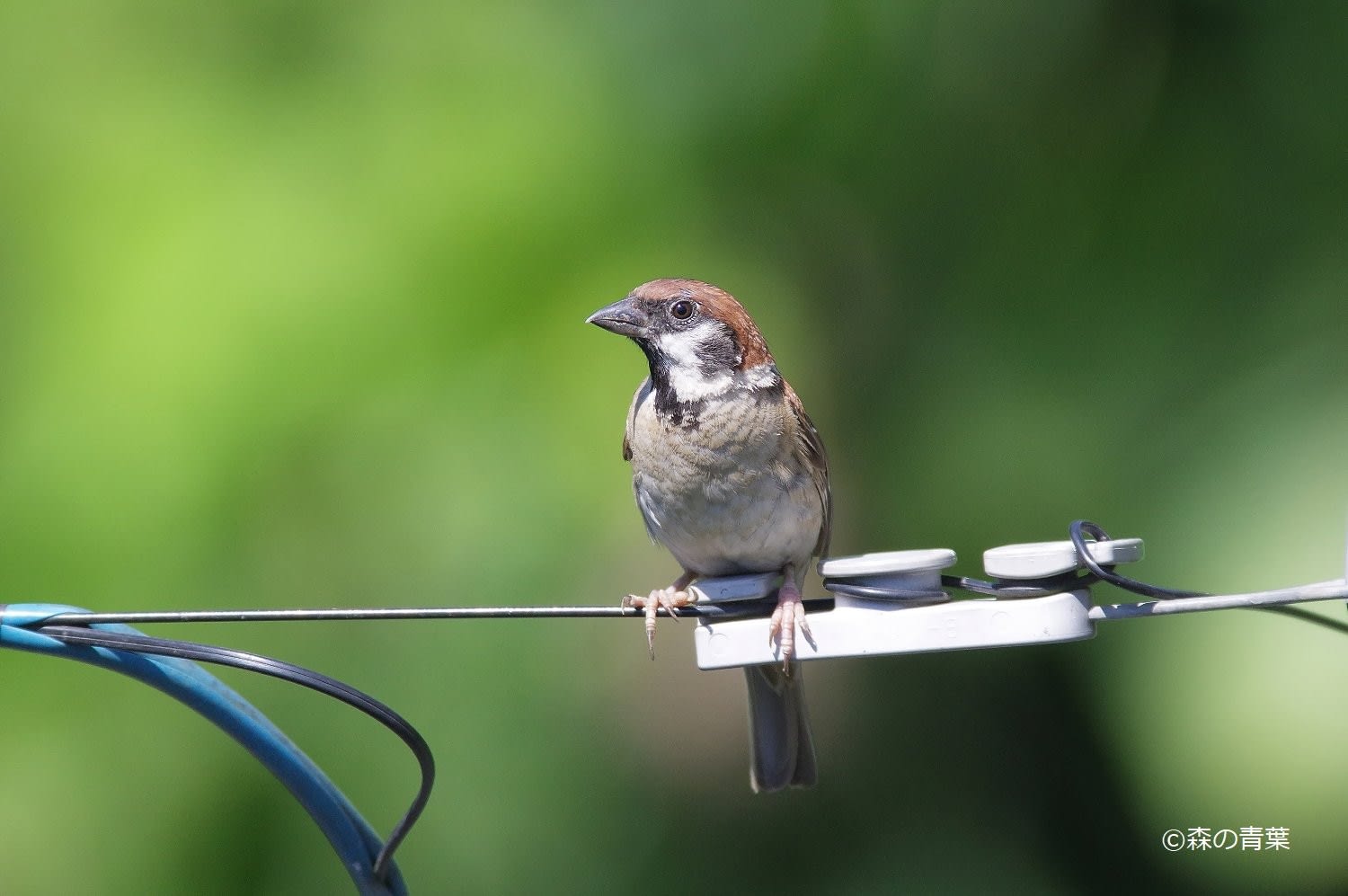 電線雀 森の青葉 Borgで身近な野鳥撮影ブログ 電線雀 森の青葉 Borgで身近な野鳥撮影ブログ