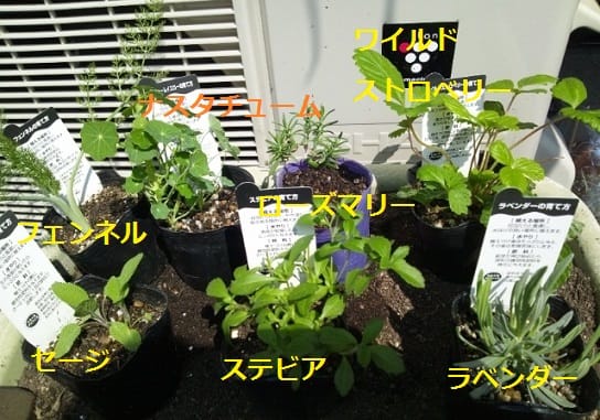 コンパニオンプランツ ミーコさんの自然派生活 パート コンパニオンプランツ ミーコさんの自然派生活 パート