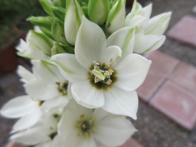 今日の花 オーニソガラム シルソイデス Iticoの平々凡々な日々