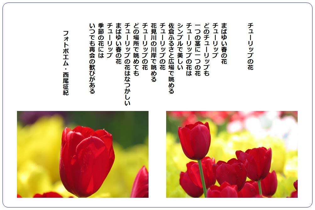 チューリップの花 フォトポエム 西尾征紀 Nishio Masanori