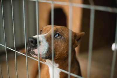 犬の しつけ と 虐待 の違いとは 動物たちにぬくもりを 犬の しつけ と 虐待 の違いとは 動物たちにぬくもりを