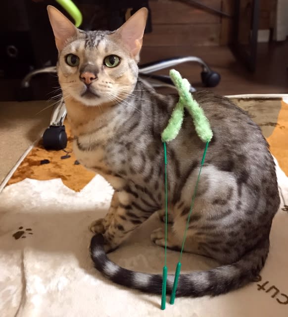 のせ猫 おしゃべり猫くんと