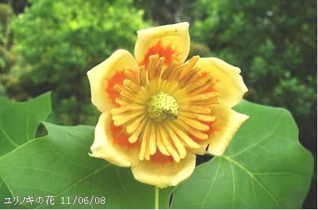 ユリノキ 葉は袢纏に似 花はチューリップに似る 里山コスモスブログ