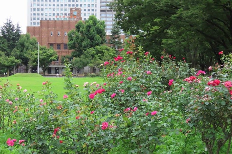 日比谷公園のユリ花壇と薔薇 写真で綴るすぎさんのブログ