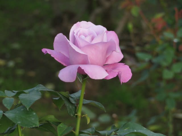メイヤン家の作出になる端麗な青バラ シャルル ド ゴール 薔薇シリーズ77 野の花 庭の花 メイヤン家の作出になる端麗な青バラ シャルル ド ゴール 薔薇シリーズ77 野の花 庭の花