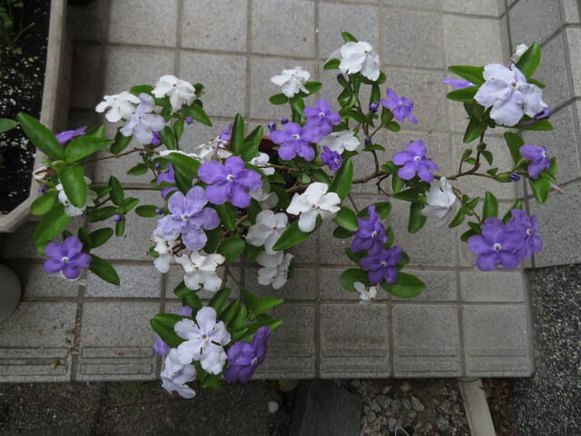 花の色は移りにけりな ニオイバンマツリなど なつみかんの木々を見上げて