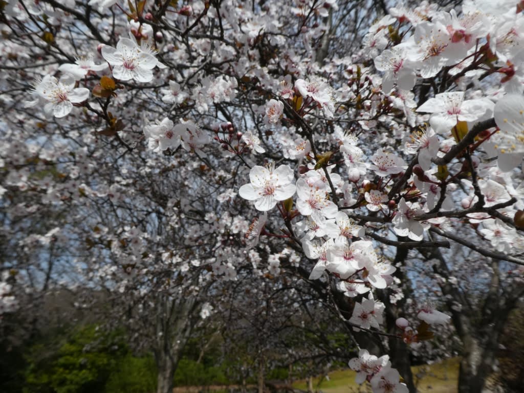 ベニバスモモ - 東山植物園 旬の花