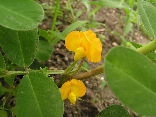 落花生の花 らいちゃんの家庭菜園日記 落花生の花 らいちゃんの家庭菜園日記