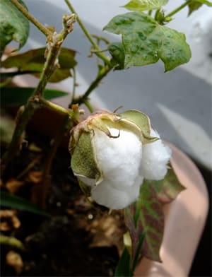綿花の収穫2009