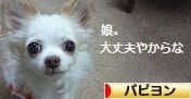 にほんブログ村 犬ブログ パピヨンへ