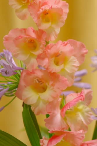 グラジオラス 剣の様な葉を持つ花は11月26日の誕生花 Aiグッチ のつぶやき Post Like Ai Tweets