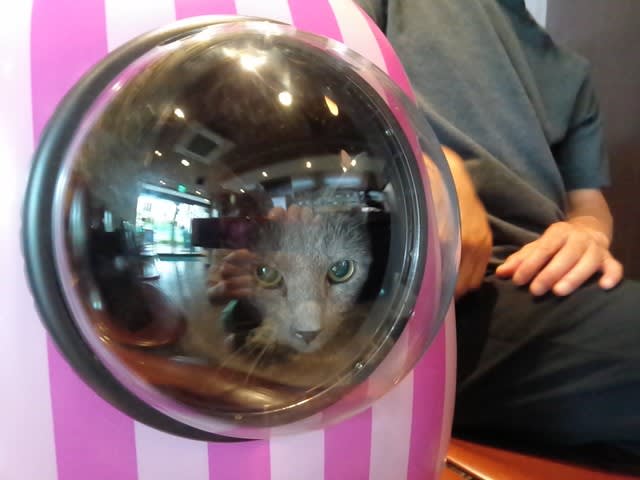 猫のドーム型キャリーバッグ りんころりん 野村倫子のブログ