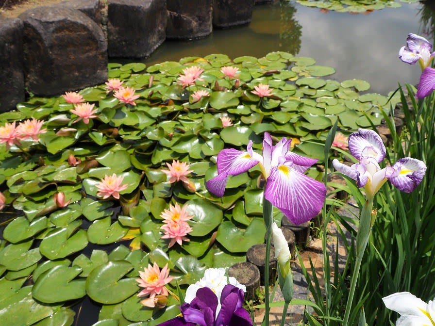 可憐なスイレンの花 佐々町 皿山公園の菖蒲園で 19 6 1 日常