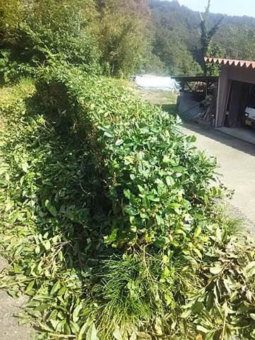 お茶屋のお遊びでで 手作りのお茶を作るため 山の家で植えているお茶の木 冬に備え 刈込しました お茶 のあずま園 しんちゃん ここだけの話ねんけど