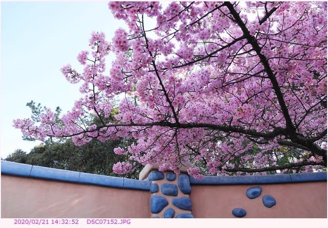 河津桜 満開 ミニーの家 の裏庭 都内散歩 散歩と写真