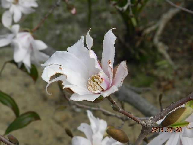 コブシの花弁の画像