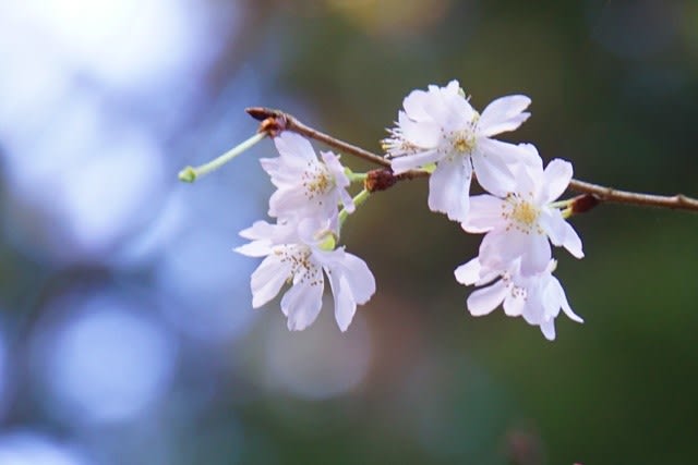 十月桜 十月桜