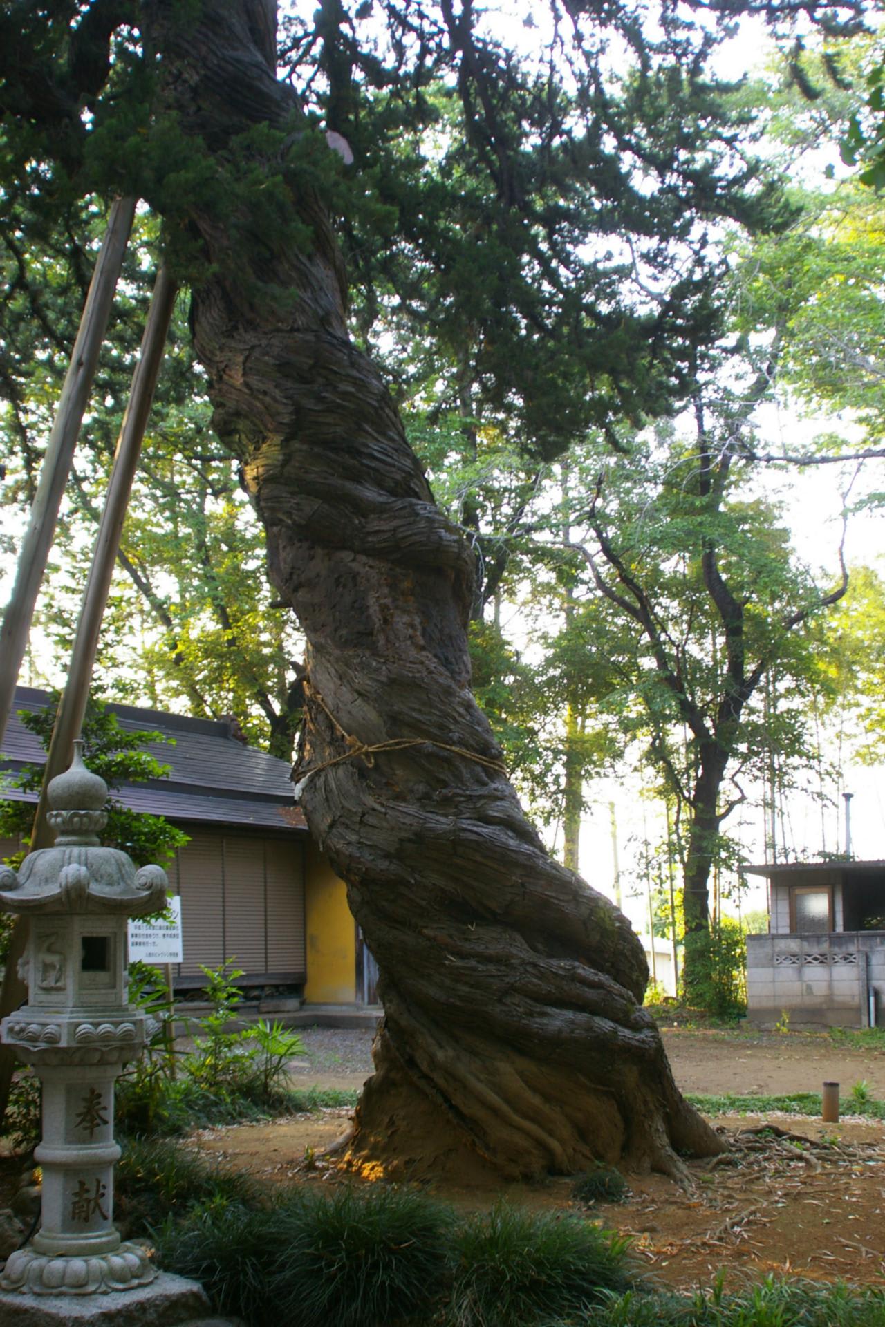 埼玉県坂戸市 石神神社入西のビャクシンです ビーズうさぎのハナちゃんです