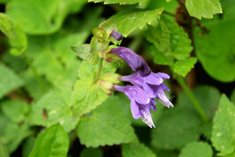季節の花 羅生門葛(ラショウモンカズラ)の画像
