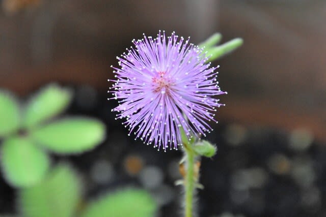 自宅の花 Shuの花日記