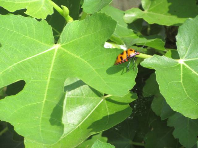 小さな虫がイチジクの葉っぱに留まっておりました しいたけの伊豆高原情報と放浪旅 小さな虫がイチジクの葉っぱに留まっておりました しいたけの伊豆高原情報と放浪旅