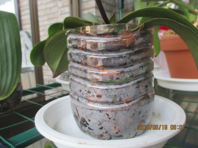 胡蝶蘭の鉢をペットボトルで作りバークに植える Gooブログはじめました