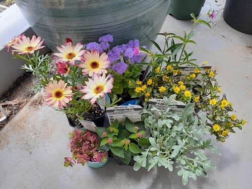 セダム2種とヒポエステスを追加購入したとですぅ ヽ ノ 花好きさんのガーデニング日記 セダム2種とヒポエステスを追加購入したとですぅ ヽ ノ 花好きさんのガーデニング日記