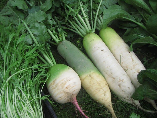 初栽培の紅芯大根 - 大好き!野菜の時間 初栽培の紅芯大根 - 大好き!野菜の時間