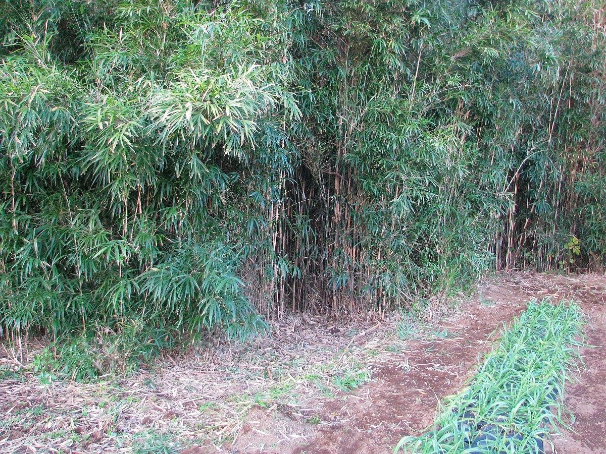 篠竹伐採開始と畑の雑草 Gamaの菜園 フォト日誌