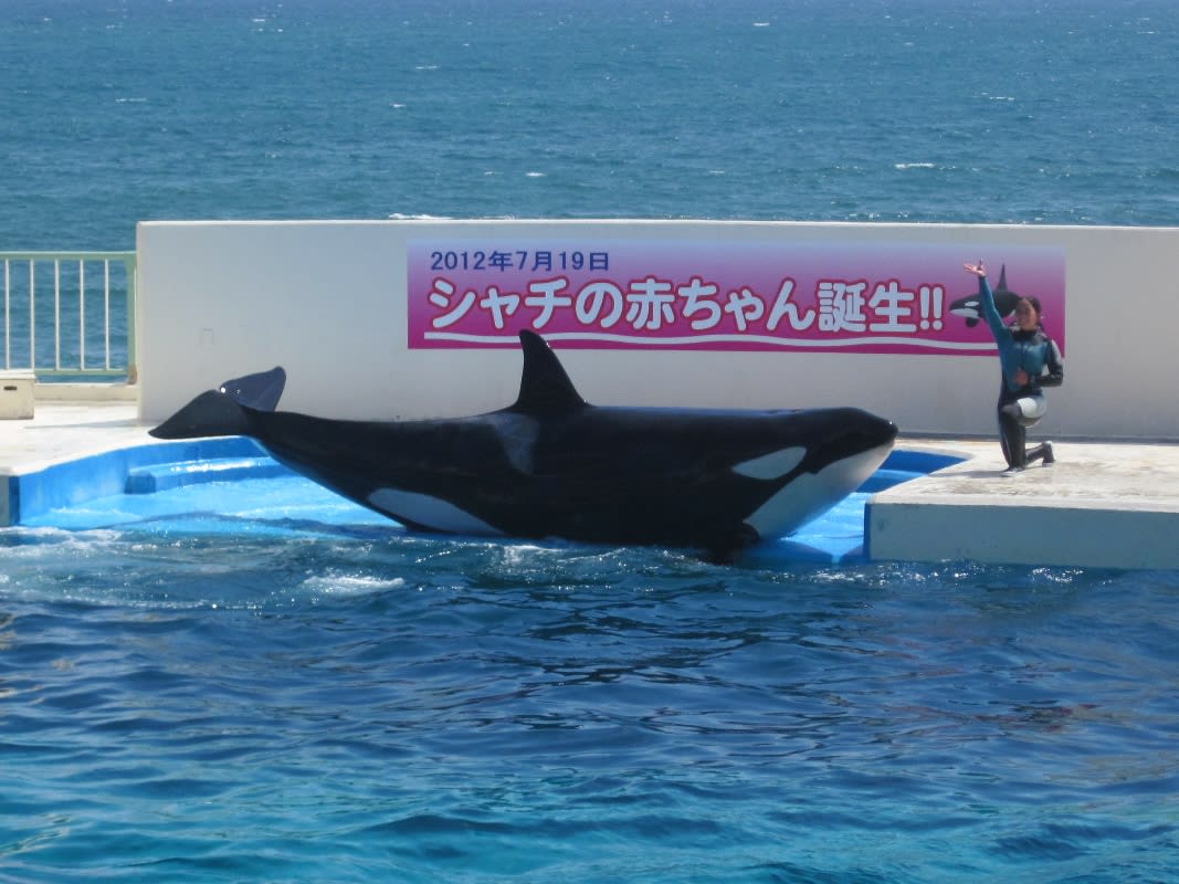 鴨川シーワールド でシャチの赤ちゃんを見ました 我が家の房総一泊旅行記 その４ 半谷範一の オレは大したことない奴 日記