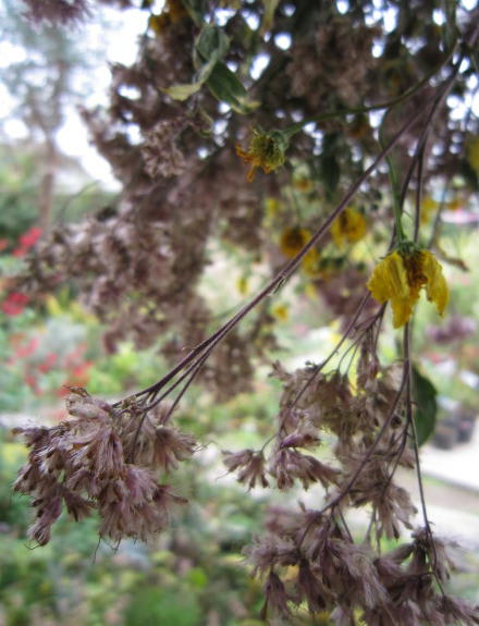 フジバカマのドライフラワー うらにわの花