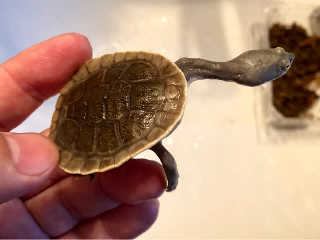 コウヒロナガクビガメ のブログ記事一覧 亀仙人になりたい コウヒロナガクビガメ のブログ記事一覧 亀仙人になりたい