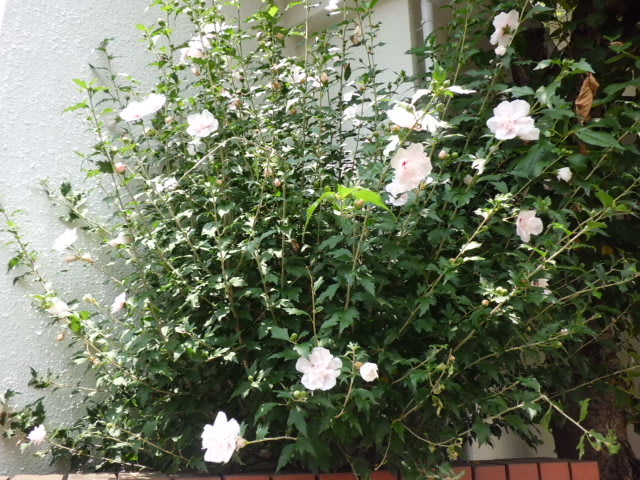 ムクゲ 木槿 花熟里 けじゅくり の静かな日々 ムクゲ 木槿 花熟里 けじゅくり の静かな日々