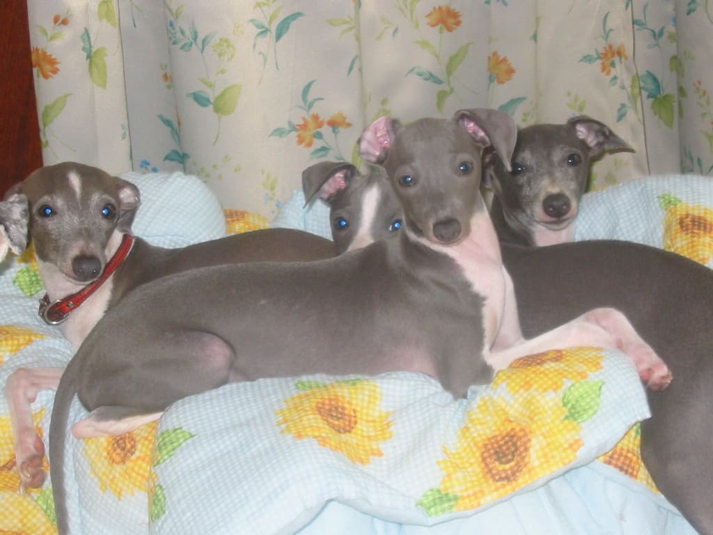 8 Signs Your Italian Greyhound Fully In Charge SonderLives
