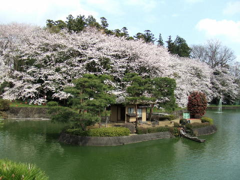 桜と桃